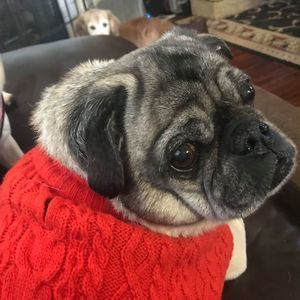 Meet your Posher, Janet